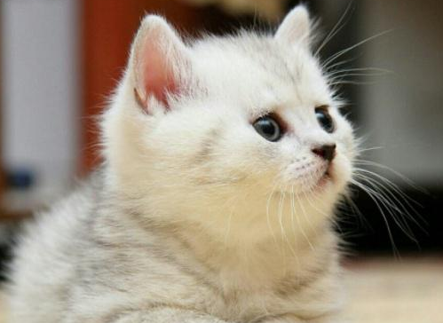 猫三联第一针什么时候打比较好