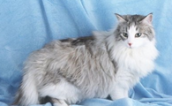 现在国内最火的宠物猫