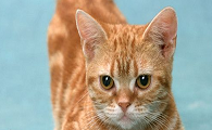 猫胎盘在体内多久有危险