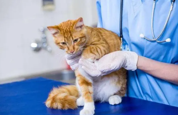 猫绝育以后的注意事项 猫绝育以后的注意事项