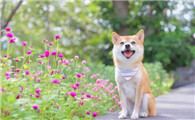 柴犬的尾巴卷了两圈是纯的吗