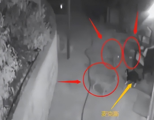一猫大战三野狼,竟然都被打跑了!猫猫的战斗力到底有多强? 一猫大战三野狼,竟然都被打跑了!猫猫的战斗力到底有多强?
