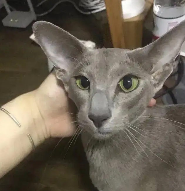 东方短毛猫最名贵的颜色 东方短毛猫最名贵的颜色