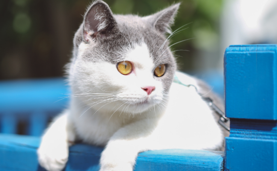 猫咪从三楼摔下来会摔死吗
