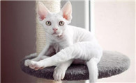 德文卷毛猫什么颜色最贵