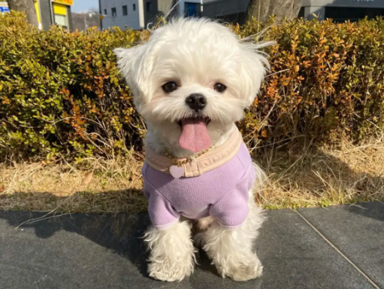 马尔济斯犬的牛子很大吗 马尔济斯犬的牛子很大吗
