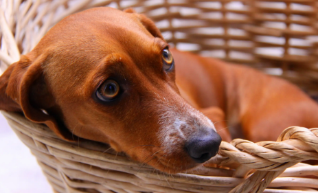 狗和猫哪个容易得狂犬病的几率 狗和猫哪个容易得狂犬病的几率
