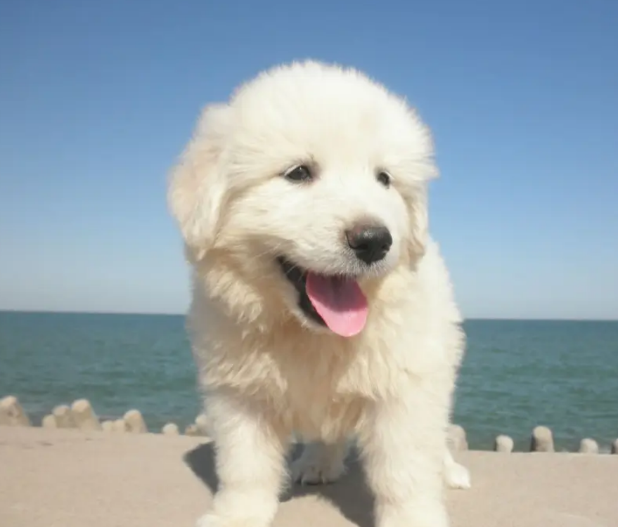 大白熊犬能长多大 大白熊犬能长多大