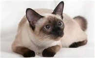 暹罗猫适合的猫粮牌子