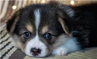 狗狗咳嗽一个月了还没好