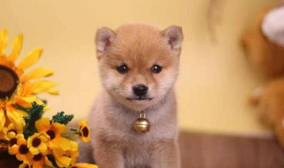 柴犬和萨摩耶哪个好养