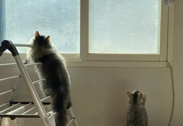 猫咪老是爬窗户出去怎么办