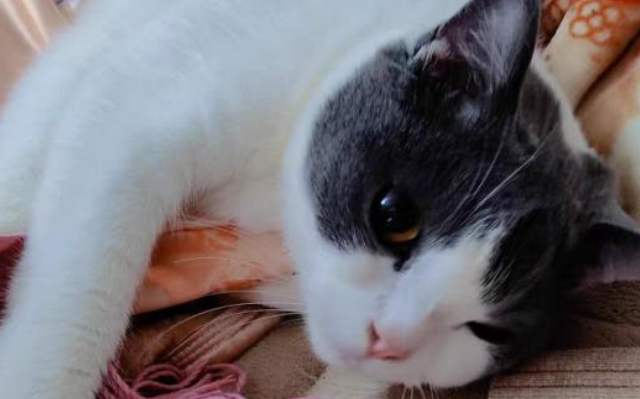 什么牌子猫粮最好最健康