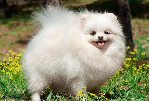 博美犬的优缺点