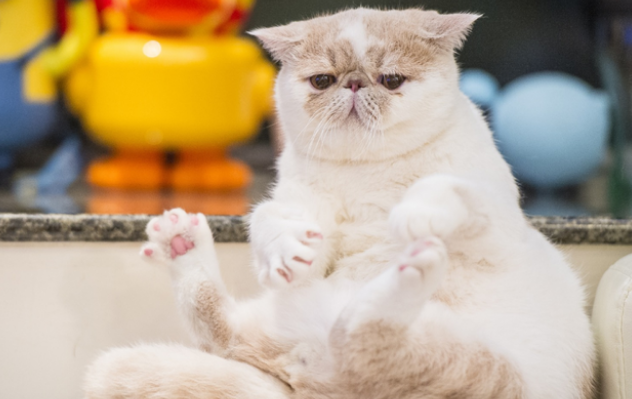 公猫绝育以后还会发腮吗 公猫绝育以后还会发腮吗