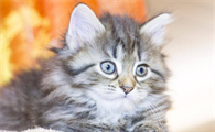 猫鼻支最好的治疗方法