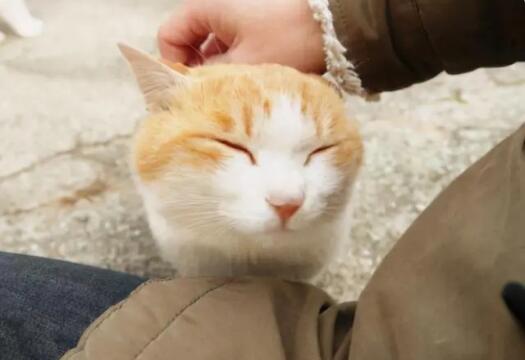 猫咪发出咕咕咕的叫声是什么意思 猫咪发出咕咕咕的叫声是什么意思