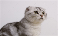 母猫发情一直叫怎么办啊