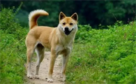 中华田园犬和土狗有什么区别