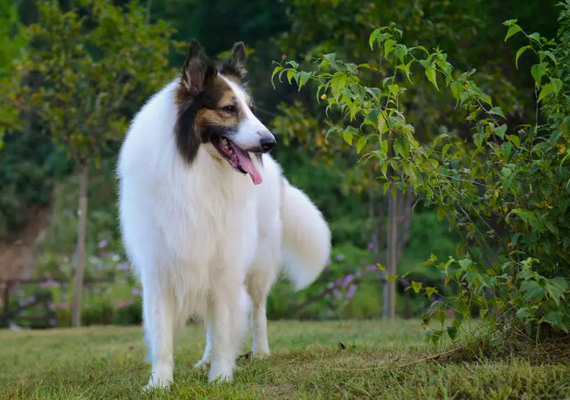养一只苏俄牧羊犬一个月开销多少