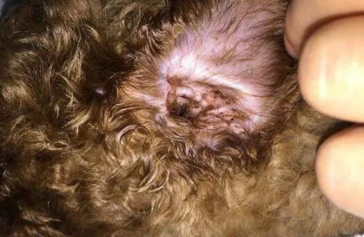 狗耳朵里长耳螨怎么办用什么药