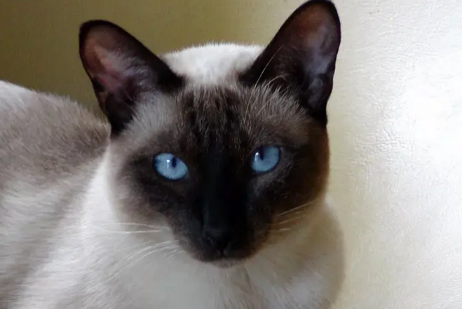 暹罗猫和罗星猫区别 暹罗猫和罗星猫区别