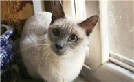 十大新手最好养的猫便宜