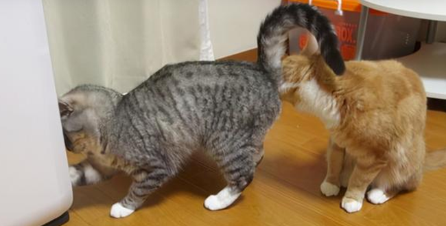怎么辨别猫咪的公母 怎么辨别猫咪的公母