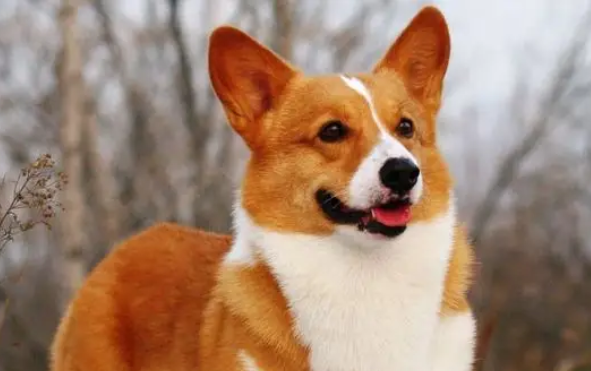 柯基犬可以吃鸡蛋吗