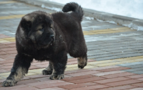 高加索犬什么颜色最好