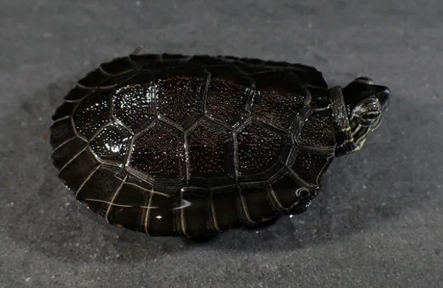 黑颈龟可以养吗,黑颈龟是不是草龟