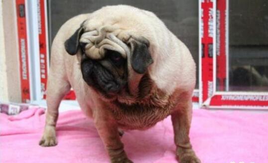 鹰版巴哥犬与普通巴哥的标准