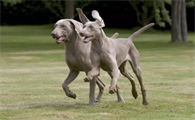 养一只魏玛犬每月成本多少