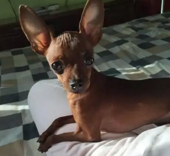 小鹿犬好养吗,小鹿犬有哪些缺点 小鹿犬好养吗,小鹿犬有哪些缺点