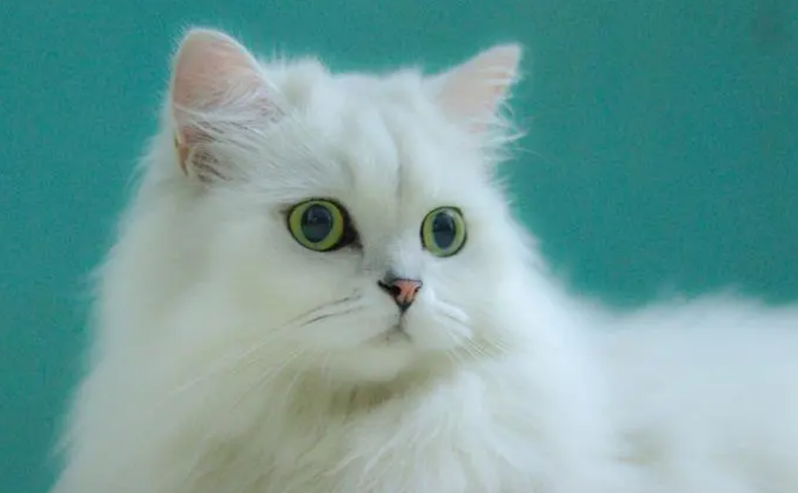 波斯猫为什么这么贵 波斯猫为什么这么贵