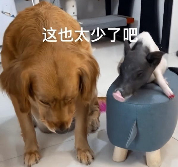 金毛盯着猪蹄流口水,转身将爪子搭在宠物猪身上,眼神亮了 金毛盯着猪蹄流口水,转身将爪子搭在宠物猪身上,眼神亮了