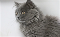 英短蓝猫为什么有长毛