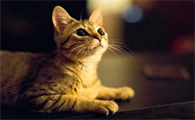 猫虱子怎么去除最快方法最有效