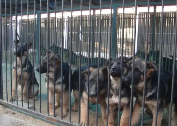南宁哪里有正规的犬舍