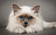 猫咪体外驱虫后精神很差一直想睡觉