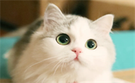 猫尿道感染的表现有哪些