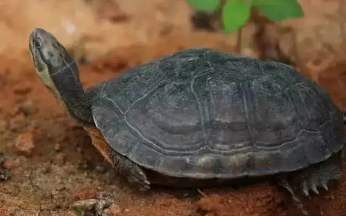 淡水碳龟雌雄怎么辨别?方法如下!