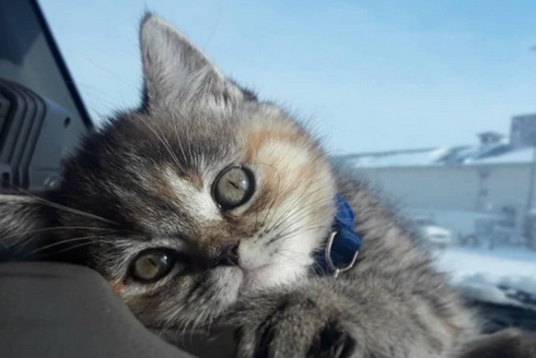 猫三联第二针晚了一个月打可以吗 猫三联第二针晚了一个月打可以吗