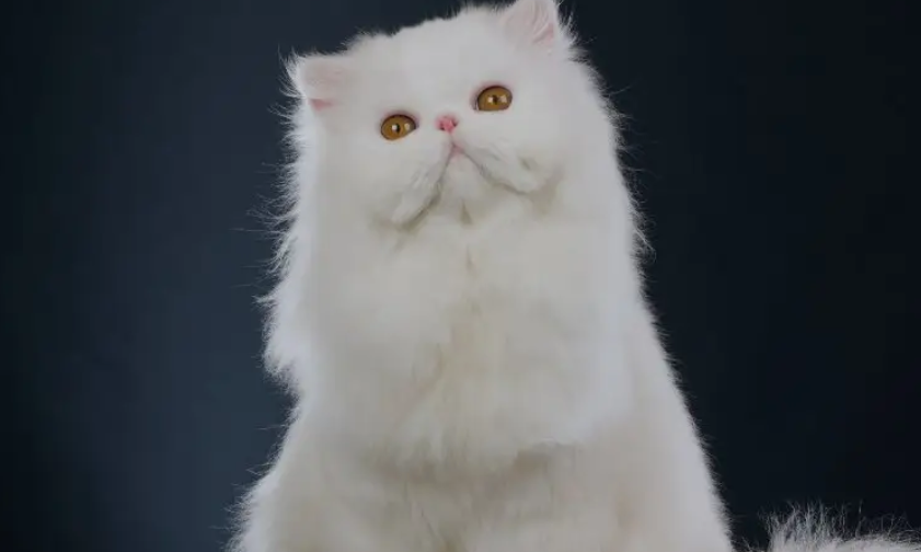 波斯猫是哪个国家的 波斯猫是哪个国家的