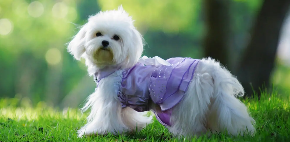 携带狂犬病毒的狗有什么症状