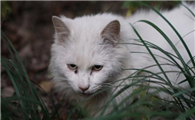 把猫咪扔了会怎么样