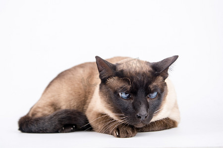 家猫携带狂犬病毒概率大不大