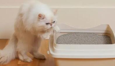 2个月大的小猫为什么还乱撒尿呢? 2个月大的小猫为什么还乱撒尿呢?