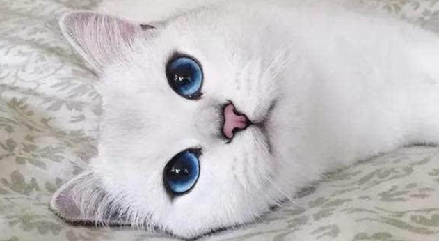 猫可以吃奶油吗