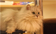长过一次猫藓就会终身得猫藓吗